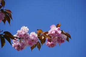 closeup photo of flowering branch of japanese cherry on a clear sunny day