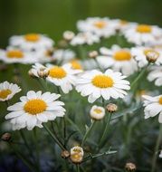 many white daisies close-up