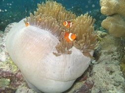Underwater landscape of minnows