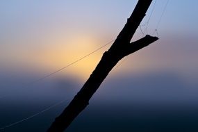 spider web on a bare branch at dusk