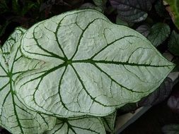 Leaf Green Kaladie