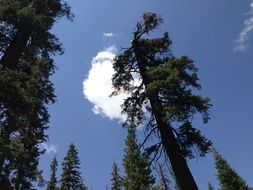 Sequoia Park