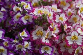 colorful flowering multi-colored bauernorchidees