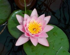 Fairy rose flower blossoms