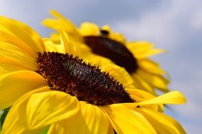 Sunflower under Blue Sky