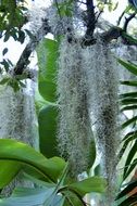 Tillandsia Moss on tropical Plants, usa