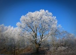 frosted crowns of deciduous trees at sky