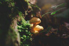 toxic toadstool in the forest