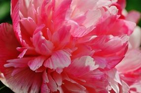 lush pink peony closeup