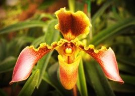 orchid tropical flower