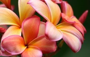 beautiful blooming plumeria close up