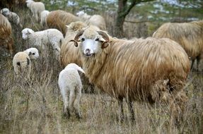 Lambs and sheeps on the pasture