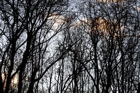 trees without leaves in a forest of french alsace