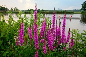 Lythrum salicaria or Purple Loosestrife