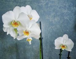 white orchids as a decoration