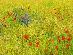 cornflowers and Poppies on Meadow