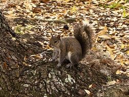 incredibly handsome Fauna Squirrel