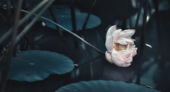 stunningly beautiful Lotus flower on water