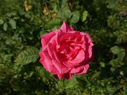closeup view of Pink Rose in Nature