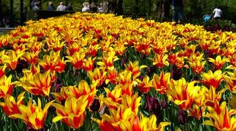 Flowerbed with yellow-red tulips