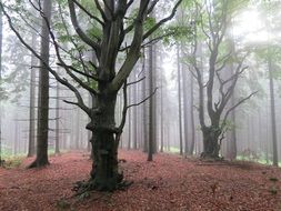 trees in the forest with fallen leaves