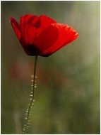 lonely red Poppy Flower closeup on a blurred background