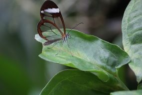 greta oto or glass butterfly