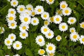 white daisies on green grass