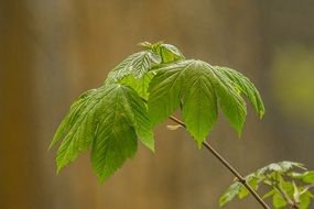 green young leaves on a tree branch in spring at blurred background