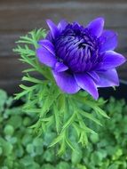 Dahlia Blue Purple flower