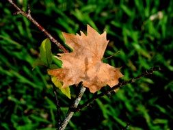 yellow maple leaf lying on branch above green grass