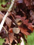 acorns on a branch with yellow foliage