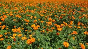 Orange Field of Marigolds