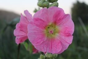 fragrant Mallow
