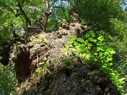 tree with a large unusual trunk close-up