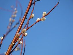 willow branches