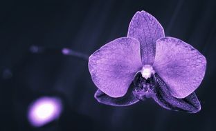 violet orchid on a gray background