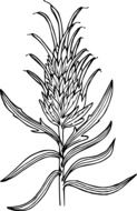 black and white graphic image of a wild flower