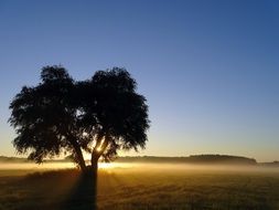 Ground Fog Tree