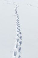 Badger tracks on snow