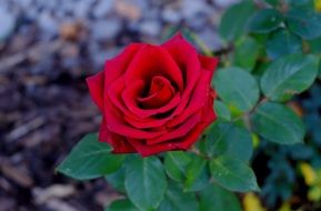 red rose as an ornamental plant