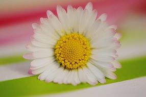 macro photo of chamomile on a colorful surface