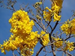 tree branches with yellow flowers