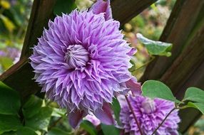 garden plant