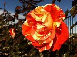 orange spotted rose in the garden