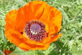 orange poppy in the sun close up