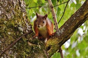 red small squirrel on the tree
