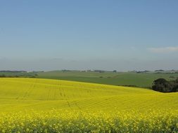 endless rapeseed field against blue sky