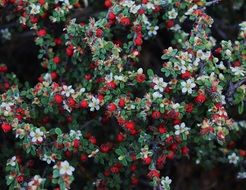 closeup photo of Red Berries Plants on bush