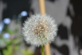 dandelion with fluffy seeds close-up